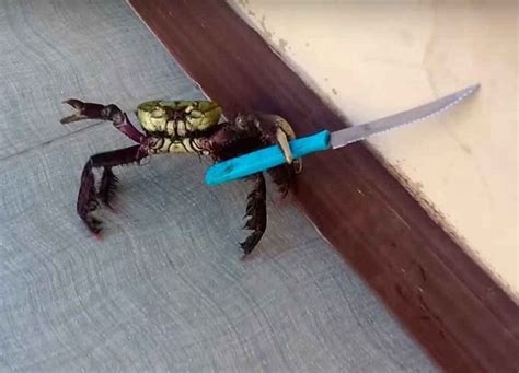 Watch This Knife Wielding Crab Is Terrorizing Brazil Crab Pics Funny