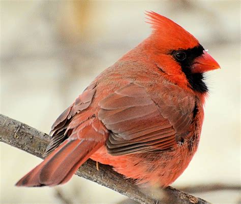 Northern Cardinal Photo Gallery Be Your Own Birder