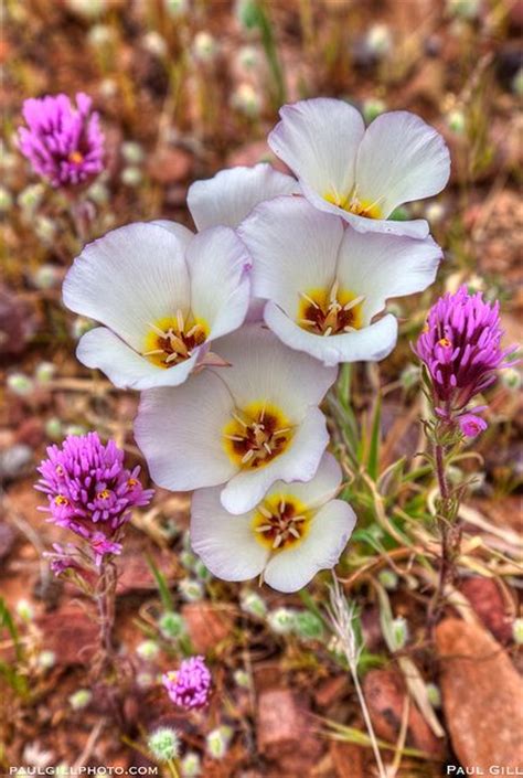 Utah State Flower Sego Lily Jamesyn Discovers Utah Pinterest Utah