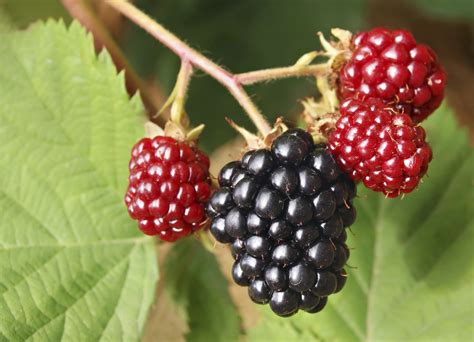 Varieties Of Thornless Blackberry Plants Hunker Blackberry Plants