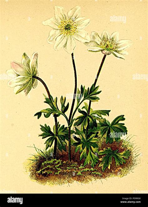 Anemone Baldensis Atlas Alpenflora Stock Photo Alamy