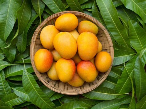 Types Of Mangoes In India 15 Famous Mango Varieties In India And How