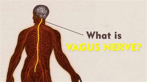 What Is The Vagus Nerve The Art Of Living Vagus Nerve Nerve