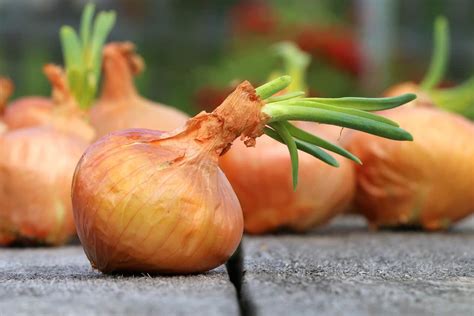 How Do You Grow Onions From Bulbs Gardening Channel