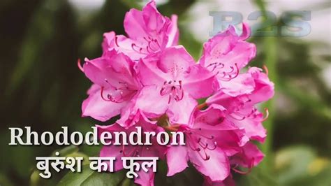 It contains around 200 species native to tropical and warm temperate regions of eurasia and oceania. flowers name hindi and english with Image - YouTube
