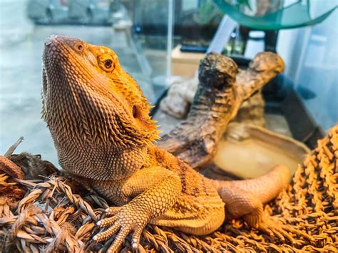 How To Tell If Your Bearded Dragon Is Sick Petsoid
