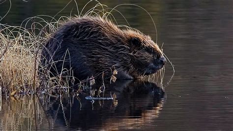 Bever The Eurasian Beaver Or European Beaver Castor Fibe Flickr