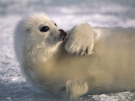 Harp Seal Wallpapers Asimbaba Free Software Free Idm Forever