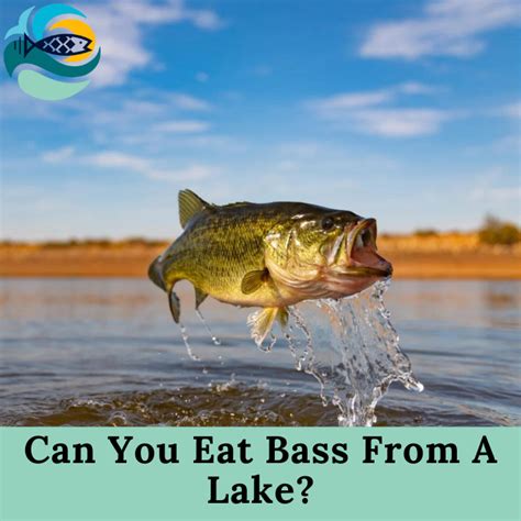 Can You Eat Bass Fish A Complete Guide On Bass Fish