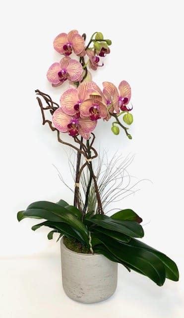 Orchid Beauty In West Palm Beach Fl Love S Flower Shop