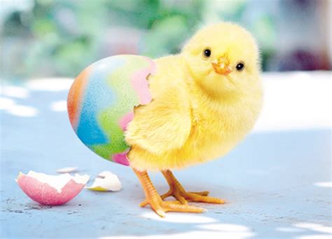 Avanti Cute Chick Happy Easter Photo Greeting Card Funny Range Cards Ebay