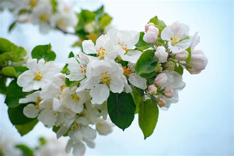 The Apple Trees Are Blooming White Flowers In Spring Stock Image