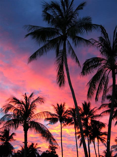Acracies Palm Tree Sunset Sunset Wallpaper Sky Aesthetic