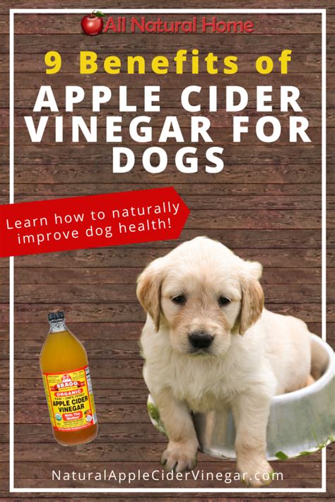 9 Benefits Of Using Apple Cider Vinegar For Dogs Health All Natural Home