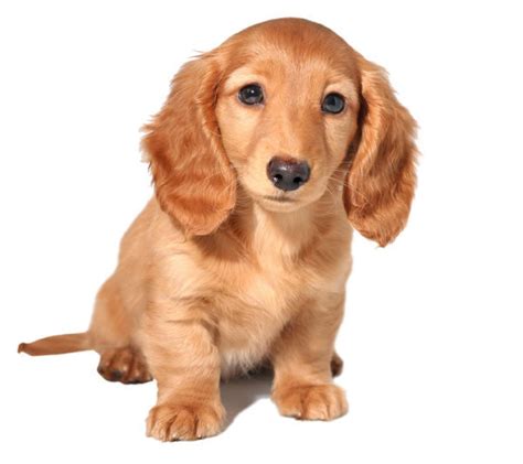Check spelling or type a new query. Cute Dogs: Miniature Dachshund Dog