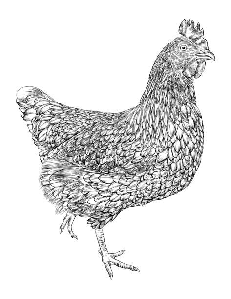 Best Farm Clipart Black And White Pictures Illustrations
