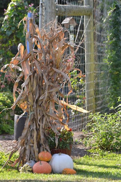 Babariol artificial corn, lifelike simulation fake vegetable corn (3 pcs) (corn). Beautiful Fall Decorations Made With Dried Corn And Corn ...