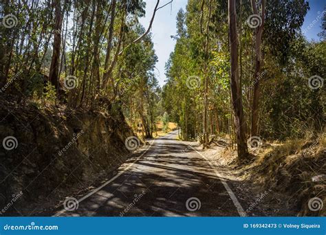 Road Between The Trees Stock Image Image Of Cover Trees 169342473