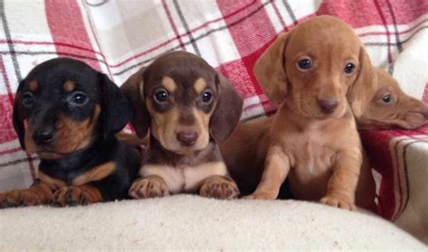 Rescue Dachshund Puppies For Sale