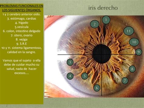 Iridología en valencia ESTUDIO DE UN IRIS AL AZAR Anatomía del ojo