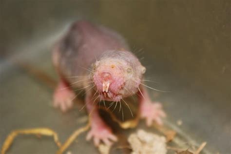 Researchers Explain How Naked Mole Rats Survive Minutes With No