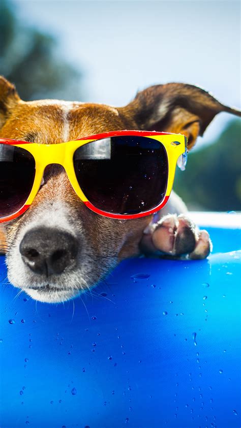 Wallpaper Dog, puppy, duck, glasses, drops, summer, resort, funny, beach, blue, Animals #1277