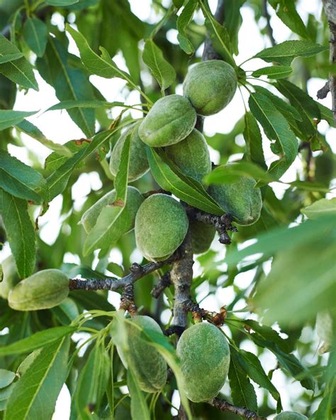 All In One Almond Tree Cold Hardy Great Flavor Easy Growing 2 Ye