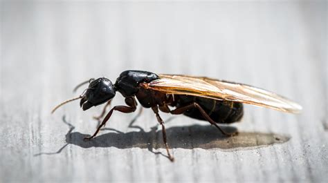 What Causes Flying Ants In Your House And How Do You Get Rid Of Them