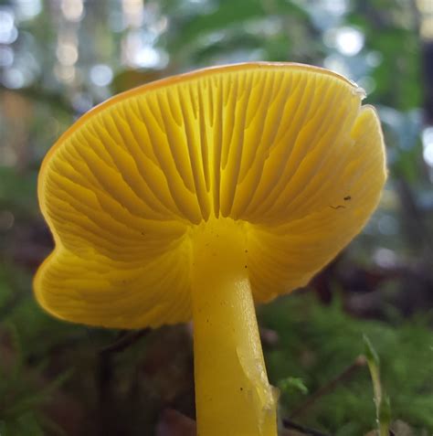 Golden Waxy Cap Fungi Of Virginia · Inaturalist