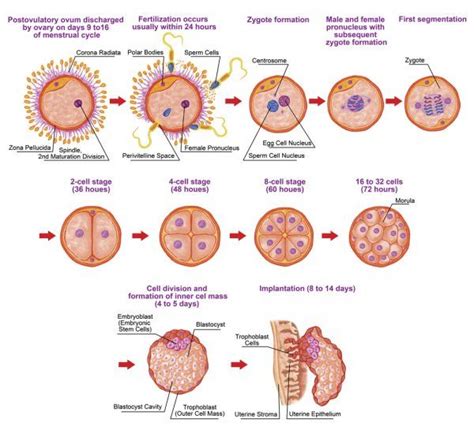 Ontogenia Humana Fertilización Etapa De Desarrollo Embriología