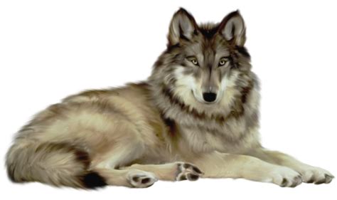 Search more hd transparent wolf image on kindpng. Wolf PNG Transparent Images | PNG All