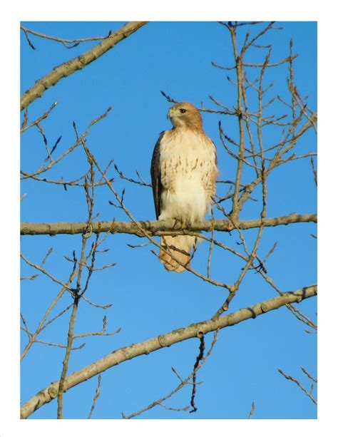 the red tailed hawk and red shouldered hawk both have their own niche