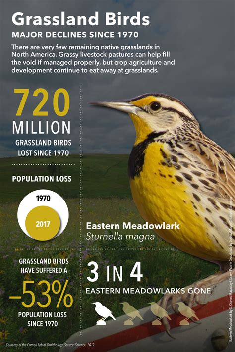 Somd Audubon Saving Grassland Birds Somd Audubon