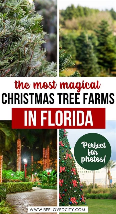12 Best Christmas Tree Farms In Florida To Visit