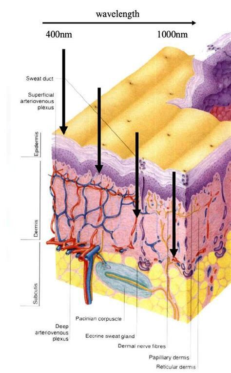 Detailed illustration of a bone, a cross section, showing the structure of the bone material and the spaces between its hard elements. 1 Cross-section anatomy of the skin. | Download Scientific ...