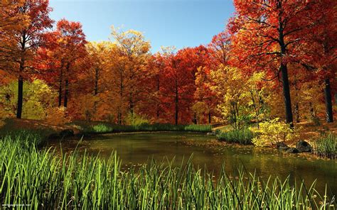 Pond Autumn Red Leaves Forest Nature Beauty Lake Wallpapers Hd