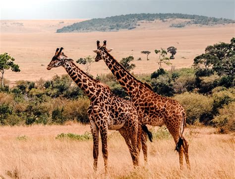 8 Top Animals To See On A Kenya Safari Kenya Geographic