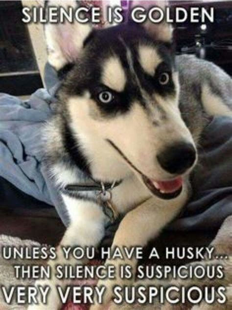 So Very Truesilence Is Golden Unless You Have A Huskythen Silence