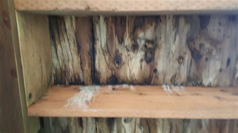 Mcufan this isn't my idea. How to remove black mold from plywood? - Ask an Expert