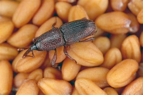 Weevils In Grain What To Do Blog Dealey Pest Control