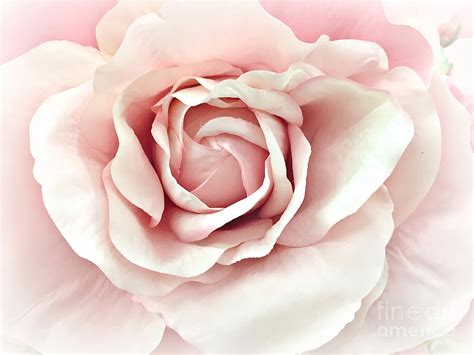 Blush Pink Rose Romantic Pastel Pink Shabby Chic Rose Closeup