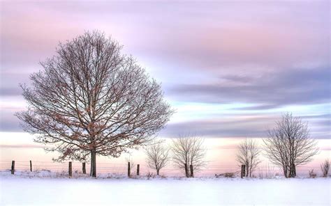 Trees And Fence Winter Mac Wallpaper Download Allmacwallpaper