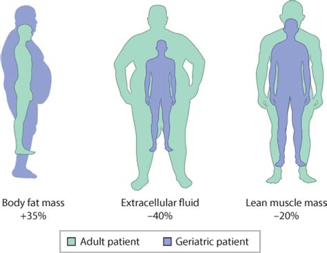 Age Related Changes In The Elderly Musculoskeletal Key