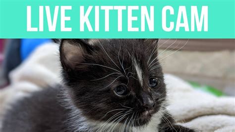 Night 20 Kitten Cam 20 Youtube