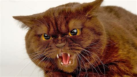 Angry Cat Free Desktop Wallpaper Wallpapersafari