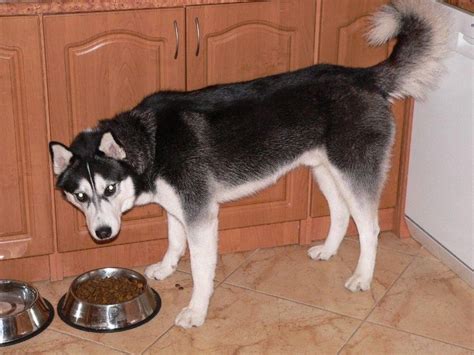 Here's our top schedule for the breed. siberian husky food recommendations # ...