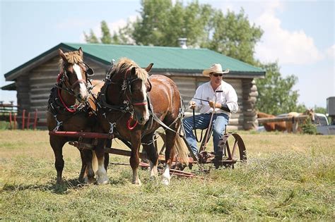 Belgian Horses Team Harness Draft Agriculture Teamwork Belgian