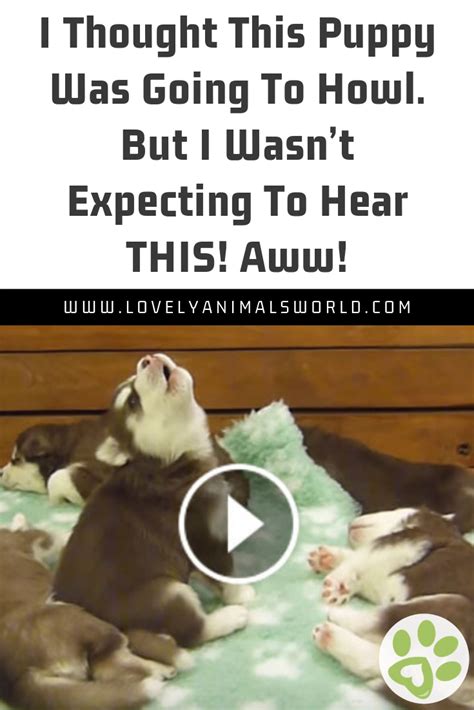 I Thought This Puppy Was Going To Howl But I Wasnt Expecting To Hear