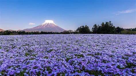 Fuji Sakura 22 Bing Wallpaper Download