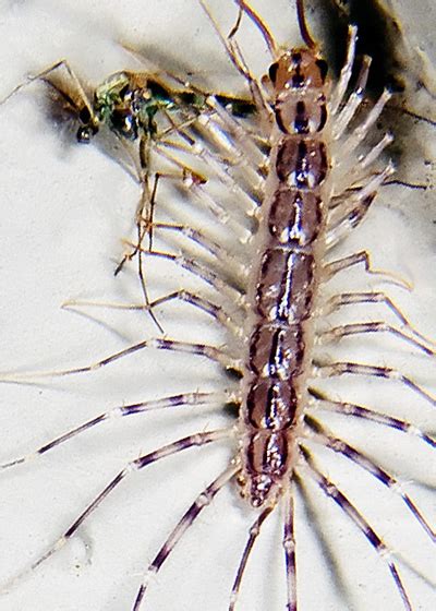 House Centipede Scutigera Coleoptrata With Prey Scutigera